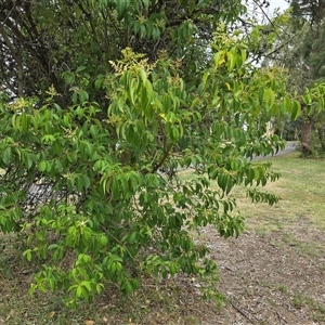 Ligustrum lucidum at Mawson, ACT - 30 Jan 2025 11:22 AM