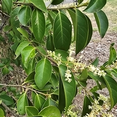 Ligustrum lucidum at Mawson, ACT - 30 Jan 2025 11:22 AM