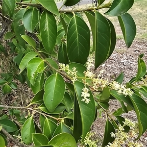 Ligustrum lucidum at Mawson, ACT - 30 Jan 2025 11:22 AM