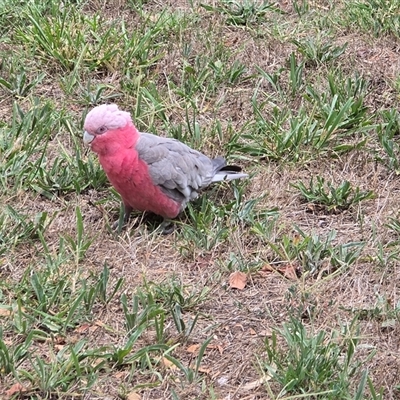 Eolophus roseicapilla (Galah) at Mawson, ACT - 30 Jan 2025 by Mike