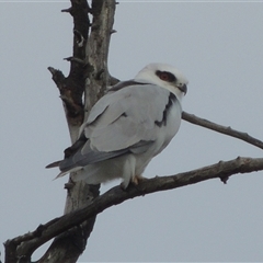 Elanus axillaris (Black-shouldered Kite) at Hume, ACT - 10 Feb 2024 by MichaelBedingfield