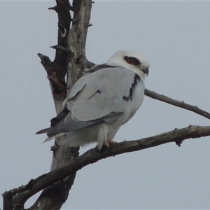 Elanus axillaris (Black-shouldered Kite) at Hume, ACT by MichaelBedingfield