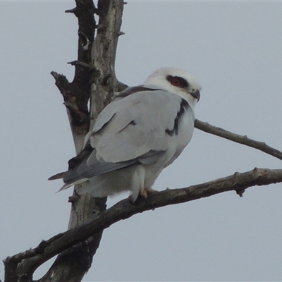 Elanus axillaris (Black-shouldered Kite) at Hume, ACT - 10 Feb 2024 by MichaelBedingfield