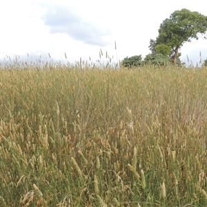 Phalaris aquatica (Phalaris, Australian Canary Grass) at Hume, ACT by MichaelBedingfield