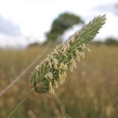 Phalaris aquatica at Hume, ACT - 10 Feb 2024 06:12 PM