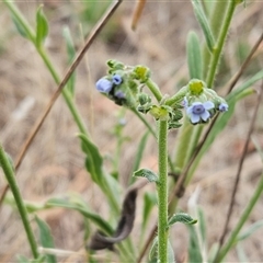 Cynoglossum australe (Australian Forget-me-not) at Weetangera, ACT - 28 Jan 2025 by sangio7