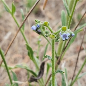 Cynoglossum australe at Weetangera, ACT - 29 Jan 2025 06:54 AM