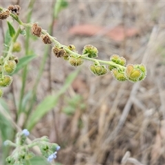 Cynoglossum australe at Weetangera, ACT - 29 Jan 2025 06:54 AM