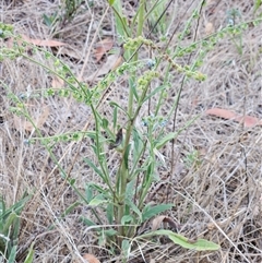 Cynoglossum australe at Weetangera, ACT - 29 Jan 2025 06:54 AM