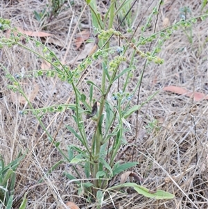 Cynoglossum australe at Weetangera, ACT - 29 Jan 2025 06:54 AM