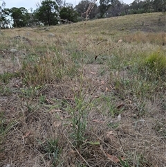 Cynoglossum australe at Weetangera, ACT - 29 Jan 2025 06:54 AM