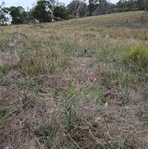 Cynoglossum australe at Weetangera, ACT - 29 Jan 2025 06:54 AM