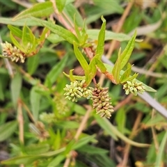 Persicaria prostrata (Creeping Knotweed) at Weetangera, ACT - 28 Jan 2025 by sangio7