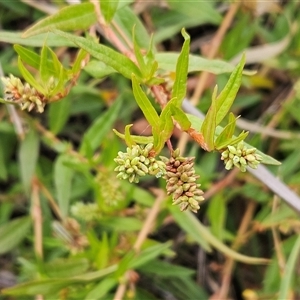 Persicaria prostrata at Weetangera, ACT - 29 Jan 2025 07:14 AM