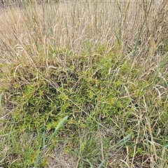 Persicaria prostrata at Weetangera, ACT - 29 Jan 2025 07:14 AM