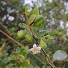 Lycium ferocissimum (African Boxthorn) at Hume, ACT - 10 Feb 2024 by MichaelBedingfield