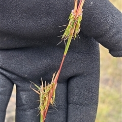 Cymbopogon refractus (Barbed-wire Grass) at Weetangera, ACT - 29 Jan 2025 by sangio7