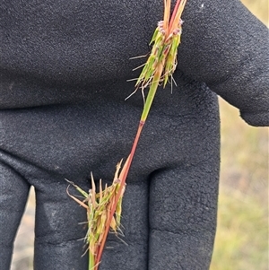 Cymbopogon refractus (Barbed-wire Grass) at Weetangera, ACT by sangio7