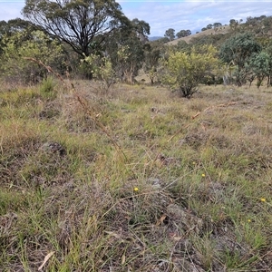 Cymbopogon refractus at Weetangera, ACT - 29 Jan 2025 09:33 AM