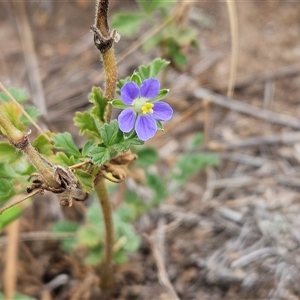 Erodium crinitum (Native Crowfoot) at Weetangera, ACT by sangio7