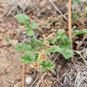 Erodium crinitum at Weetangera, ACT - 29 Jan 2025 10:49 AM