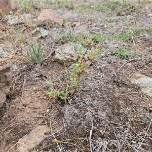 Erodium crinitum at Weetangera, ACT - 29 Jan 2025 10:49 AM