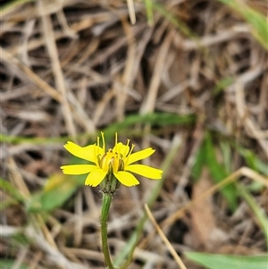 Unidentified Daisy at Weetangera, ACT by sangio7