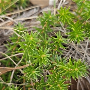 Acrotriche serrulata at Whitlam, ACT by sangio7