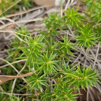 Acrotriche serrulata (Ground-berry) at Whitlam, ACT - 29 Jan 2025 by sangio7