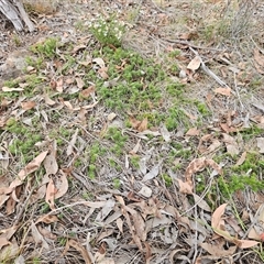 Acrotriche serrulata at Whitlam, ACT - 29 Jan 2025 12:49 PM