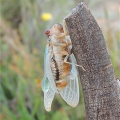 Psaltoda moerens (Redeye cicada) at Tharwa, ACT - 10 Dec 2024 by MichaelBedingfield