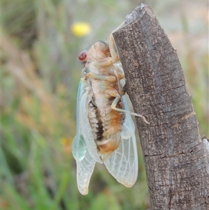 Psaltoda moerens (Redeye cicada) at Tharwa, ACT by MichaelBedingfield