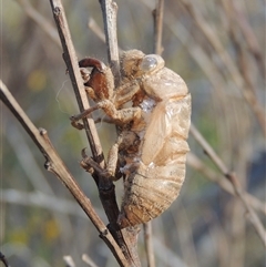 Psaltoda moerens at Tharwa, ACT - 10 Dec 2024 07:12 PM