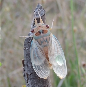 Psaltoda moerens at Tharwa, ACT - 10 Dec 2024 07:12 PM