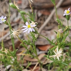 Vittadinia cuneata var. cuneata at Whitlam, ACT - 29 Jan 2025 by sangio7