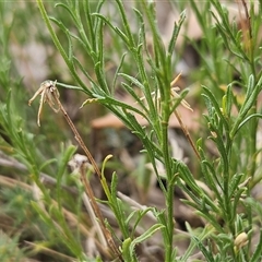 Vittadinia cuneata var. cuneata at Whitlam, ACT - 29 Jan 2025 12:51 PM