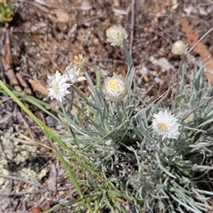 Leucochrysum albicans subsp. tricolor (Hoary Sunray) at Whitlam, ACT - 29 Jan 2025 by sangio7