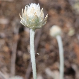 Leucochrysum albicans subsp. tricolor at Whitlam, ACT - 29 Jan 2025 02:33 PM