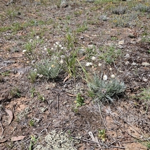 Leucochrysum albicans subsp. tricolor at Whitlam, ACT - 29 Jan 2025 02:33 PM