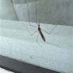 Limoniidae (family) (Unknown Limoniid Crane Fly) at Aranda, ACT - 30 Jan 2025 by Jubeyjubes