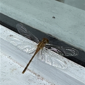 Diplacodes bipunctata (Wandering Percher) at Aranda, ACT by Jubeyjubes