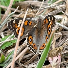 Junonia villida (Meadow Argus) at Stromlo, ACT - 30 Jan 2025 by KMcCue