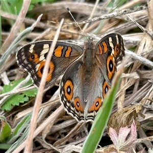 Junonia villida at Stromlo, ACT - 30 Jan 2025 10:46 AM