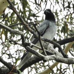 Coracina novaehollandiae (Black-faced Cuckooshrike) at Aranda, ACT - 29 Jan 2025 by KMcCue