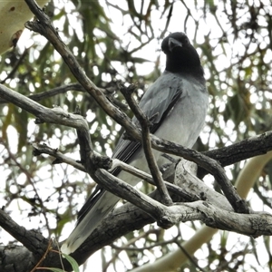 Coracina novaehollandiae (Black-faced Cuckooshrike) at Aranda, ACT by KMcCue