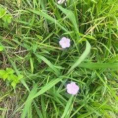 Convolvulus angustissimus (Pink Bindweed) at Brownlow Hill, NSW - 30 Jan 2025 by elisebird