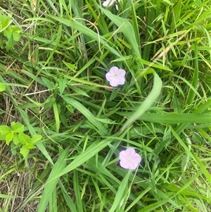 Convolvulus angustissimus at Brownlow Hill, NSW - 30 Jan 2025 01:32 PM