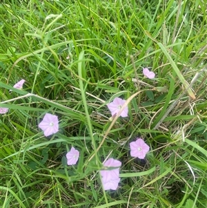 Convolvulus angustissimus at Brownlow Hill, NSW - 30 Jan 2025 01:32 PM