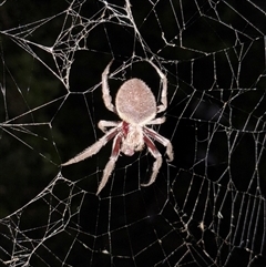 Unidentified Orb-weaving spider (several families) at Alexandra Hills, QLD - 23 Jan 2025 by Beckles74