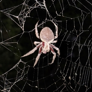 Hortophora sp. (genus) at Alexandra Hills, QLD - suppressed